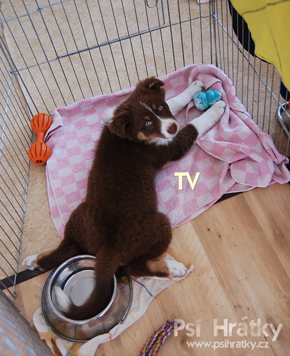 Kong Puppy Medium - růžový