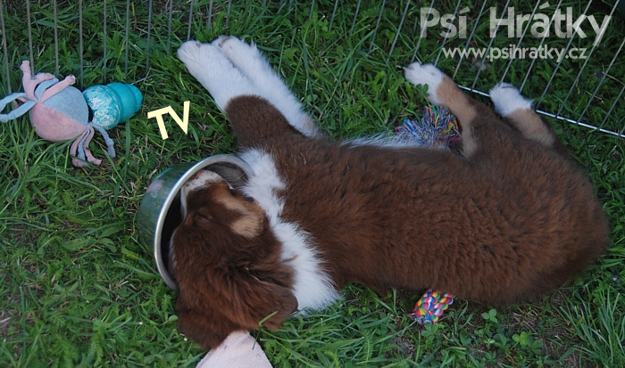 Kong Puppy Medium - růžový