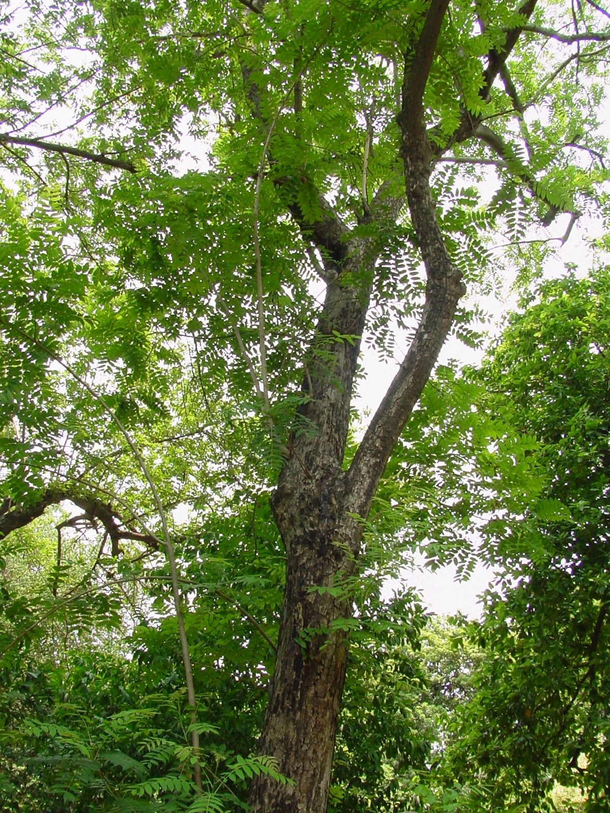 Boswellia Serrata strom