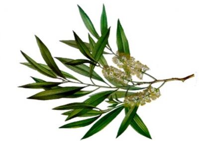 Malaleuca
