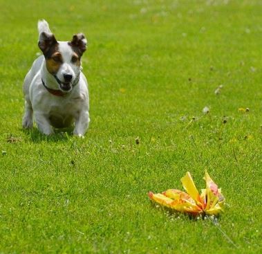 Coursing pro všechna plemena