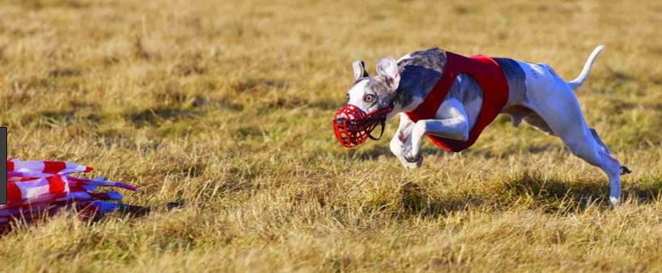 Coursing