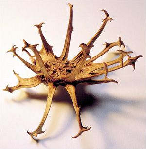 Devil Claw