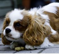 Dog food aggression