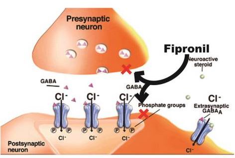 Působení fipronilu
