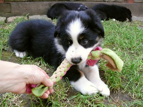 Gang Tug - Chester PUPPY mini - 30 cm/ 2 cm