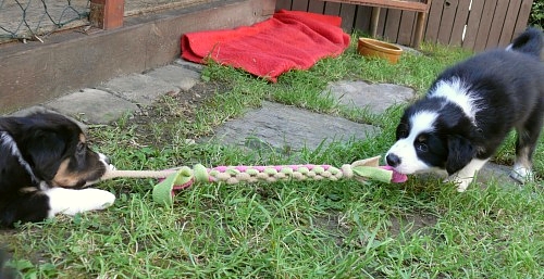 Gang Tug - Chester PUPPY mini - 30 cm/ 2 cm