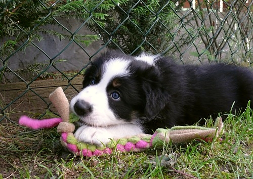 Gang Tug - Chester PUPPY mini - 30 cm/ 2 cm