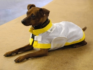 K9  chladící kabátek (do 40cm)