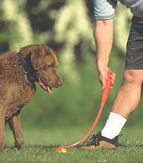 Zvedání míčku pomocí házedla Chuckit