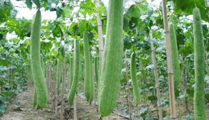 Luffa cylindrika