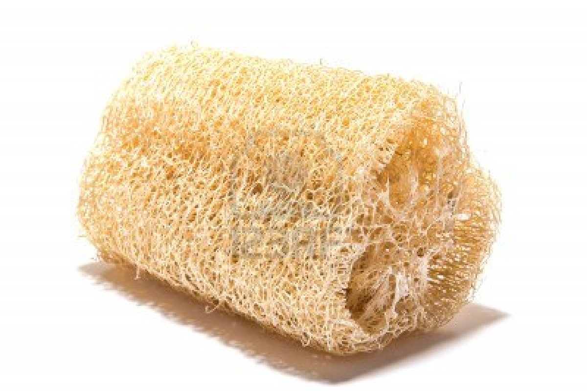 Luffa cylindrika