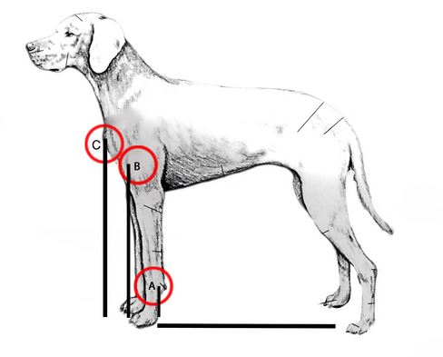 měření správných proporcí pro kavalety