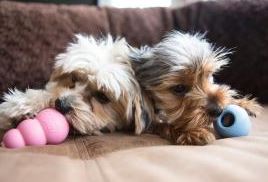 Kong Puppy