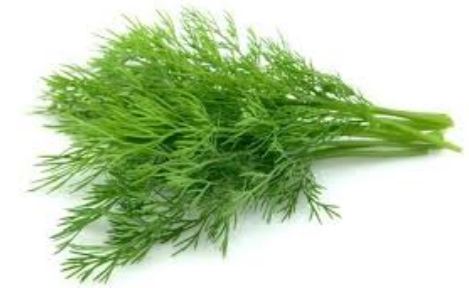 Kopr