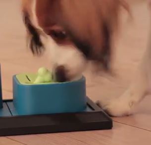 otevření krabičky s pamlskem