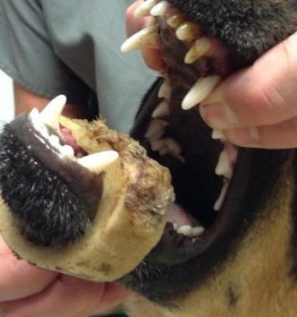 nehoda s morkovou kostí