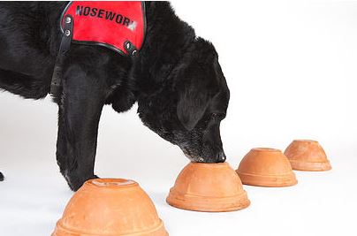 Nosework