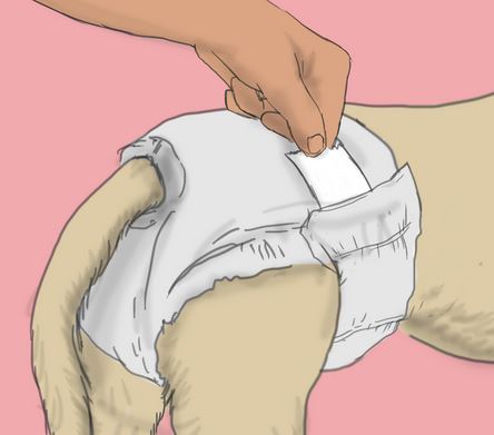 připevnění pleny na psa