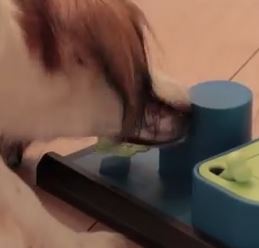 pokusy získat pamlsky jinak