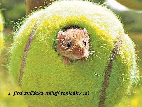 I jiná zvířátka milují tenisáky :o)