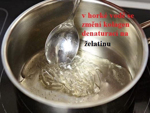 Želatina